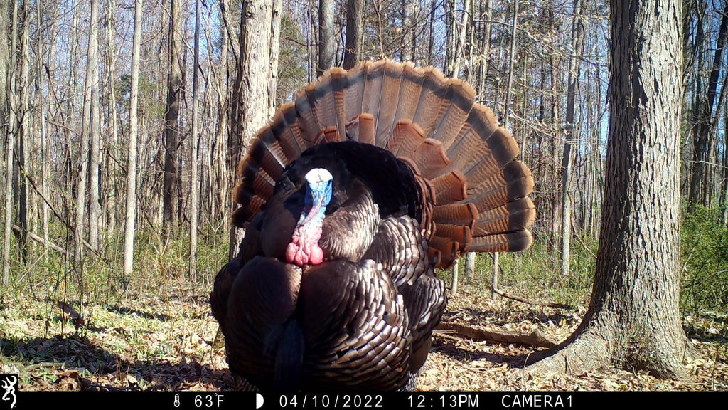 Strut Zones & Spring Activity: Using Browning Trail Cameras for Maximum Intel