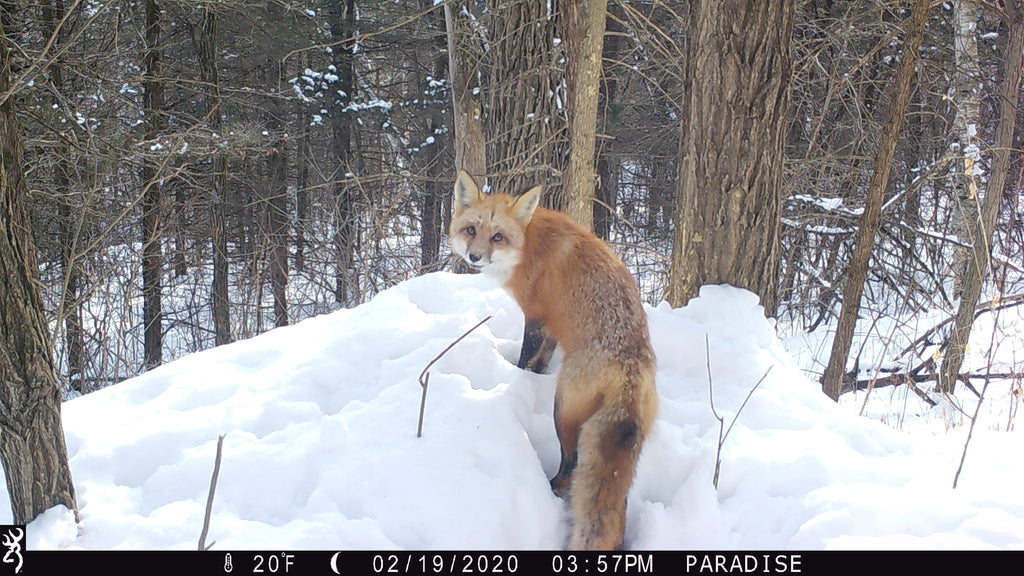 Trail Cameras Built for the Relentless