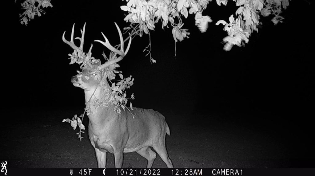 Trail Camera Placement Tips for Early Fall Deer Scouting