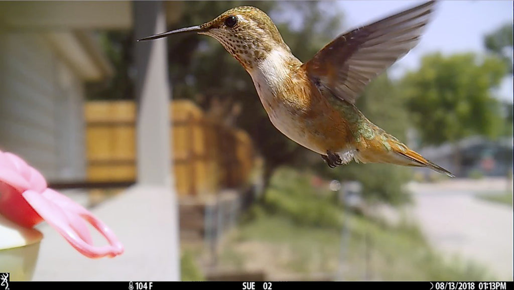 Wildlife Trail Cameras