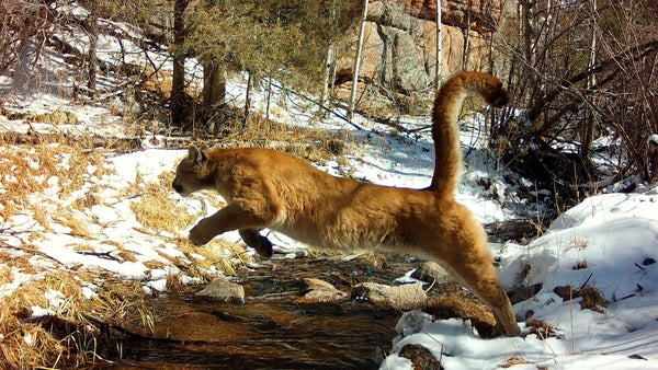 Untamed Wildlife Footage - The Heart of Wildlife Behavior