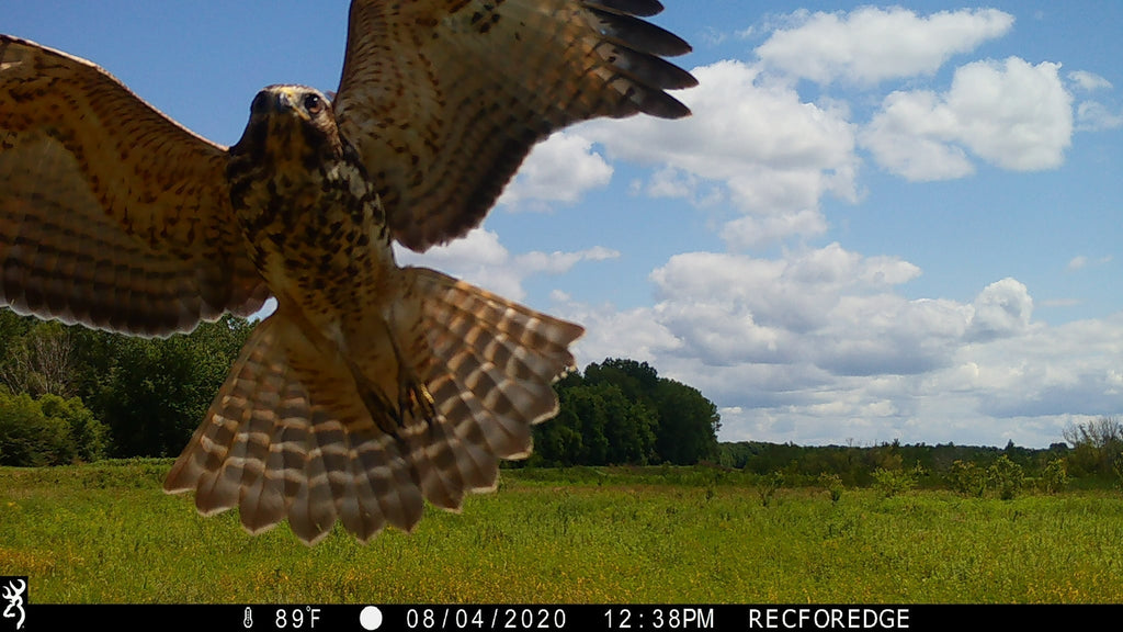 A Beginner’s Guide to Backyard Birdwatching with Browning Trail Cameras