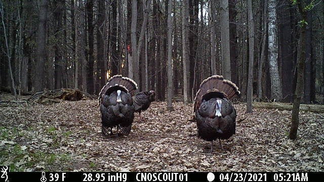 Using Trail Cameras to Scout for Spring Turkeys