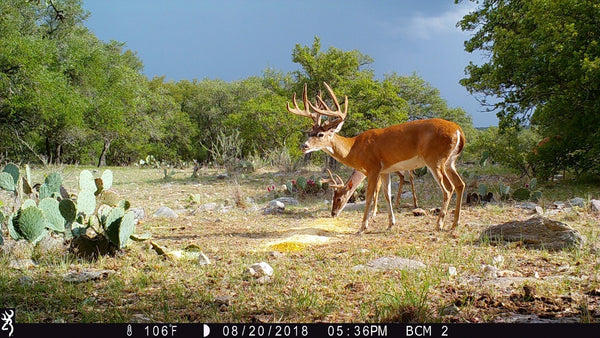 Summer Velvet Bucks