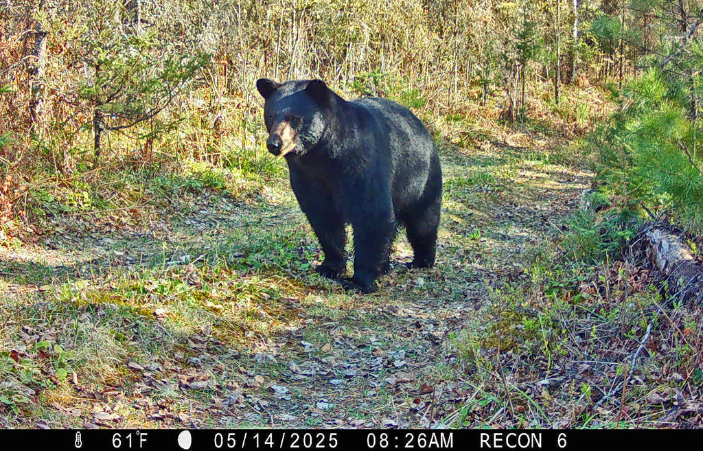 10 Ways Trail Cameras Keep Your Land Safe