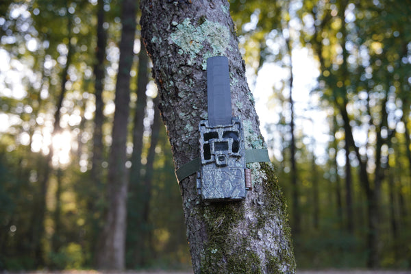 The Best Trail Cameras for Wildlife Monitoring, Hunting, and Property Security