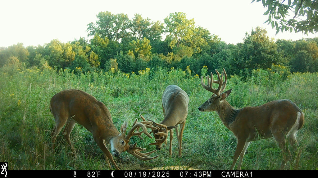 Unlocking October Buck Behavior with Trail Cameras