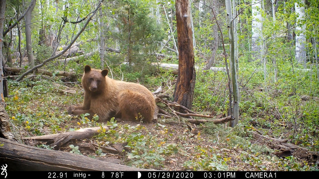 Trail Cameras and the Art of Observation