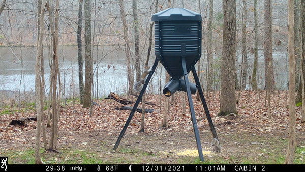 What Animals Are Visiting My Deer Feeder?