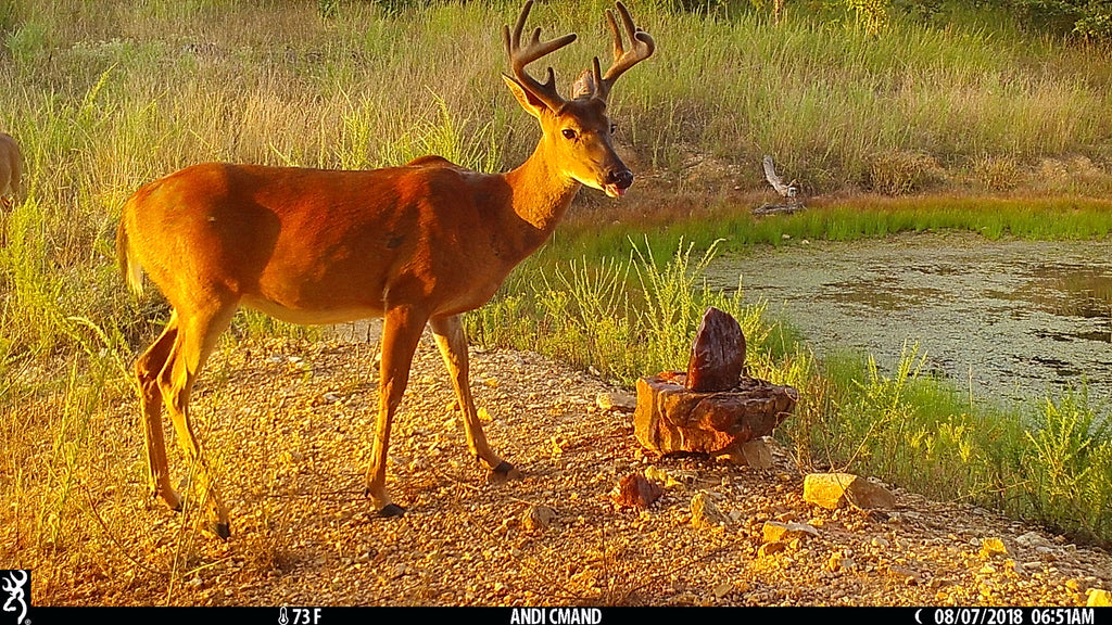 Simple Tips to Prepare for Summer Trail Camera Scouting: Part 2