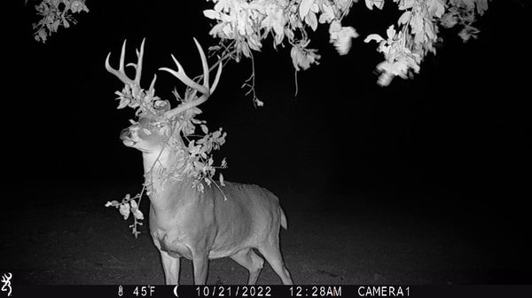 Trail Camera Placement Tips for Early Fall Deer Scouting