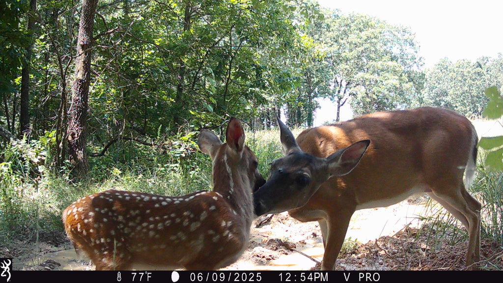 Monitoring Natality with Browning Trail Cameras: A Strategic Spring-to-Summer Approach