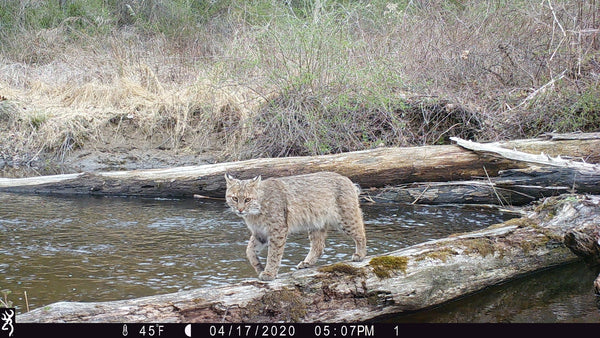 All Season Trail Camera Guide for Landowners