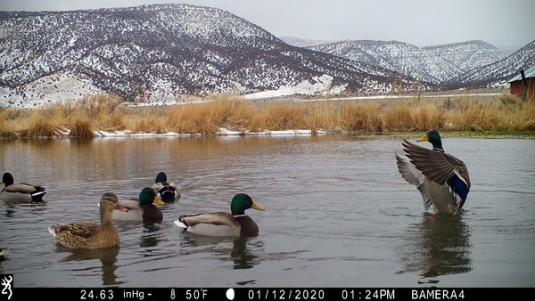 Who's Visiting Your Pond?