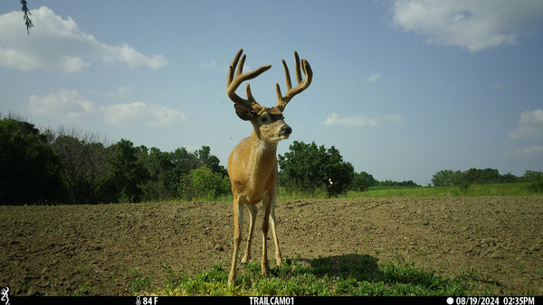 Trail Cameras Strengthen Food Plots and Wildlife Management