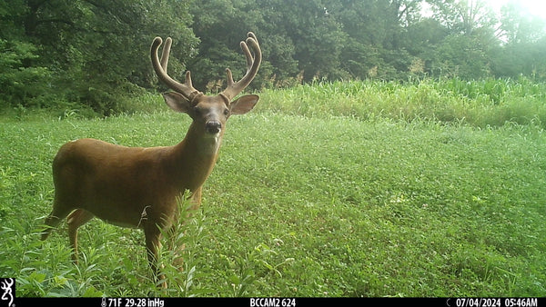 Watching Over More Than Just Wildlife