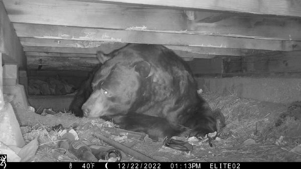 Your Trail Camera's Most Important Job Might Surprise You