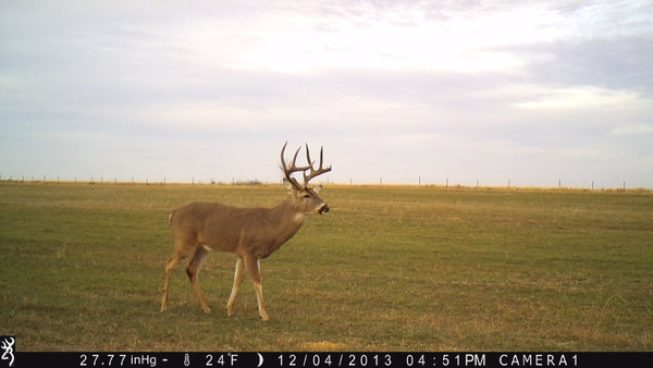 November Whitetail Hunting Tactics