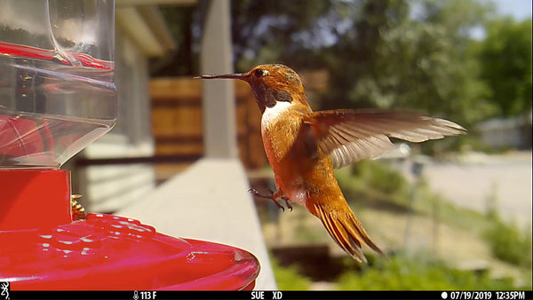 Who Keeps Emptying Your Bird Feeder?